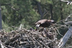 Osprey Photo 1, Pick One Image – Various Sizes