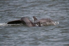 Whales or Dolphins Photo, Pick One Image – Various Sizes