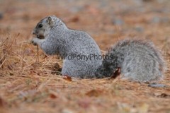 Delmarva Fox Squirrel Photo, Pick One Image – Various Sizes