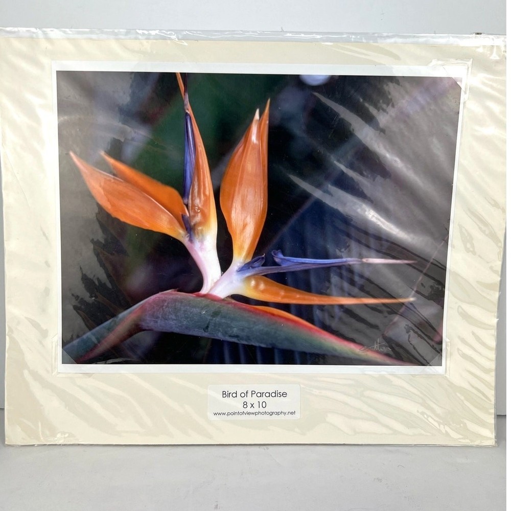 NEW Bird of Paradise 8 × 10 Hawaiian Original Photography Print