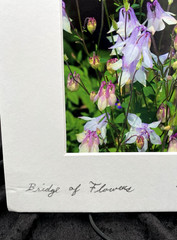 Original Photo Purple Columbine Flowers (Aquilegia), Signed & Matted, 8″ x 10″