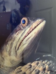 Bonaire Lizard Fish by J. Haines signed 1994