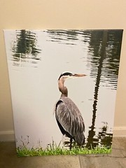 Photograph of crane on canvas, ready to hang 16 » x 20″