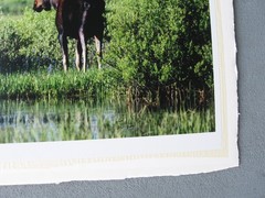 2003 limited Photograph Yellowstone Bull Moose, David Whitten # 2 of 250, 26×19″