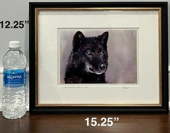 Randy Napier Signed Framed Limited Edition Art Photograph Gray Wolf In Snow 2005