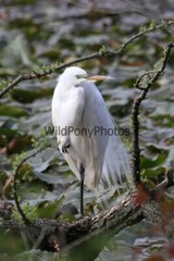 Great Egret Photo, Pick One Image – Various Sizes