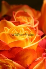 Flowers Photo, Pick One Image – Various Sizes