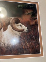 Signed Thomas Mangelsen Bighorn Sheep Framed Photo