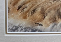 Thomas D. Mangelsen’s «Cool Hand Luke» Polar Bear, 215/950, Signed & Framed