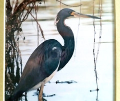 Louisiana Heron Art Photo La Freniere Park – Framed, Matted & Numbered 10/50