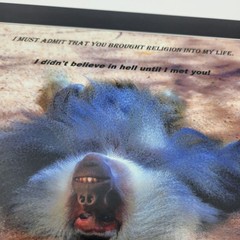 PHOTOGRAPHY Art MEME Prints Lot 3 Humorous Animals Nature Photos – HW030