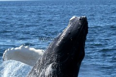Whales or Dolphins Photo, Pick One Image – Various Sizes