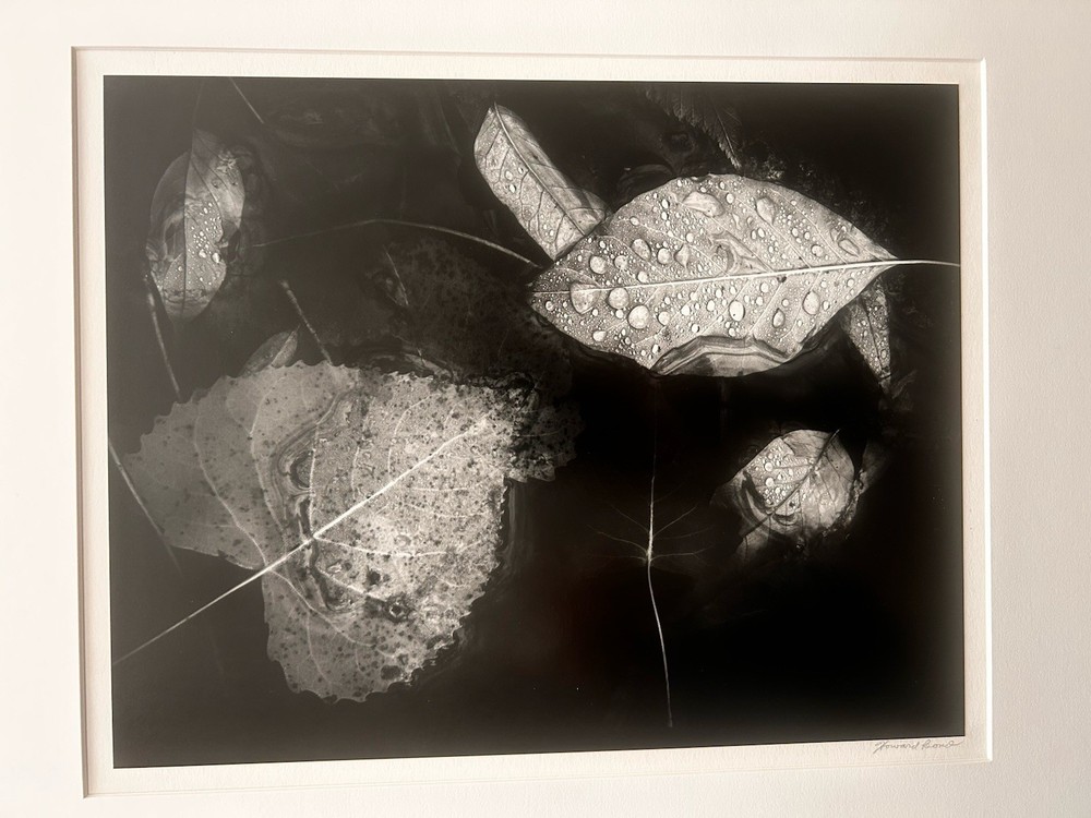 Original Signed HOWARD BOND ‘Leaves w/ Rain» Delhi Rapid Huron River Photograph