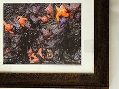 RODNEY LOUGH JR ORIG FRAMED GICLEE PHOTOGRAPH POINT REYES CALIFORNIA TIDE POOLS