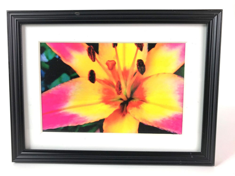 DAY LILY 4×6 » MATTED AND FRAMED PRINT, READY TO HANG, GREAT FOR GIFTGIVING