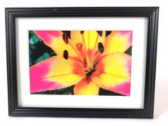 DAY LILY 4×6 » MATTED AND FRAMED PRINT, READY TO HANG, GREAT FOR GIFTGIVING