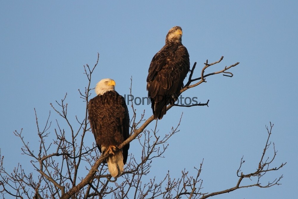 Eagle Photo, Pick One Image – Various Sizes