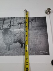 2005 Art Photograph Of A Woolly Sheep In A Vineyard By Robert Sinskey