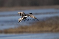 Pintails Photo 1, Pick One Image – Various Sizes