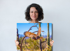 Superb Owl: Birds of Prey Wildlife Sonoran Desert Owl Bird Metal Canvas Print