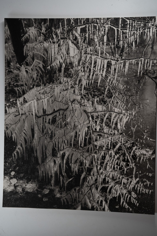 Photographic Print Vintage France Nature Detail 40X50 Cm 1970