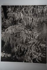 Photographic Print Vintage France Nature Detail 40X50 Cm 1970