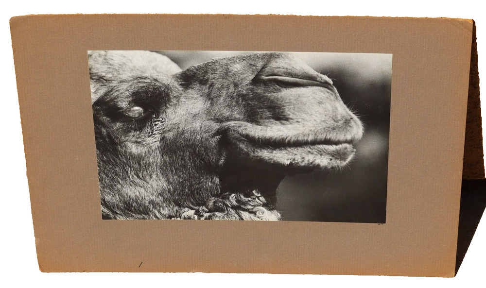 WERNHER KRUTEIN Fine Gallery Exhibition Original Photograph Happy Camel 1971