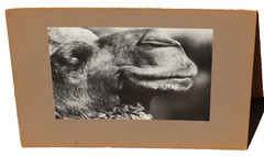 WERNHER KRUTEIN Fine Gallery Exhibition Original Photograph Happy Camel 1971