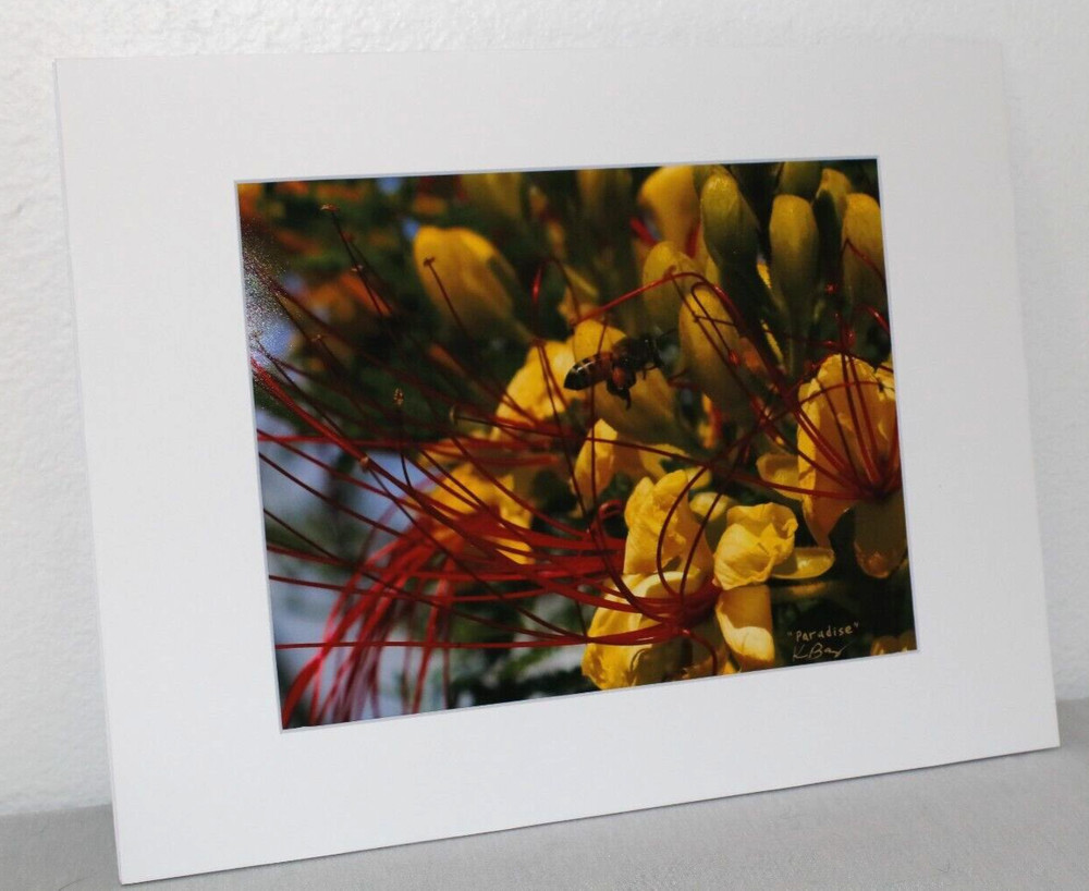 Bee and Bird of Paradise Photo 8″ x 10″ in 11″ x 14″ Matte Signed by Kim Barry
