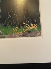 11 X 14 Matted Photo – signed by photographer Marie Whitton- Mountain Sheep