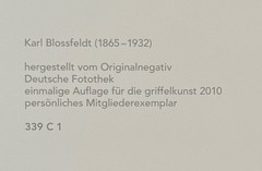 Karl Blossfeldt, Common Snowball, Photograph from Estate, 2010