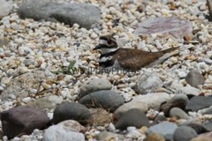 Killdeer Nesting and with day old Young Photo- Pick one Image – Various Sizes