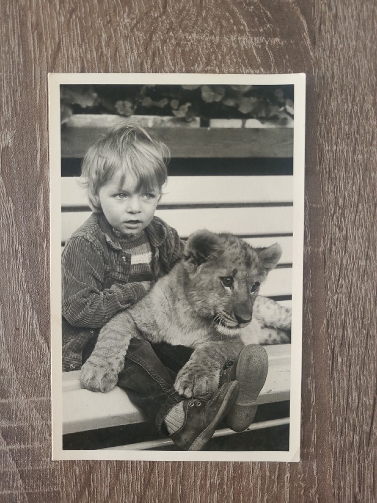 Photo old antique animal boy tiger animal nice old photo fashion Berlin