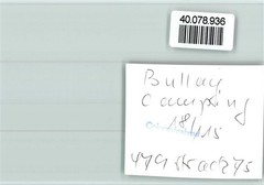 40078936 – 5584 Bullay Camping