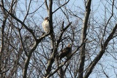 Red Tail Hawk Photo, Pick One Image – Various Sizes