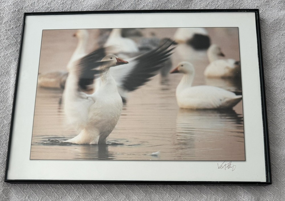 Framed Photo Of Ducks