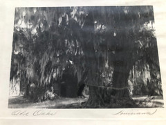 Original Vintage Photography from C. Bennette Moore signed Old Oaks Louisiana
