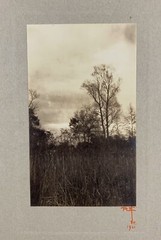 Signed Rudolf EICKEMEYER Trees in Tall Grass, 1921 Silver Print Photo