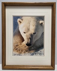 Thomas D. Mangelsen’s «Cool Hand Luke» Polar Bear, 215/950, Signed & Framed