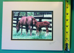 🔥TED COOPER🔥 Original Wildlife Photograph Horses Mare & Colt SIGNED AND MATTED