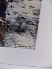 WOLF PHOTOGRAPH BY WARREN MAGILL LIMITED EDITION 20″ X 16″