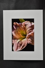Photograph of Pink Daylily Flower. 4×6 Glossy Photo in 8×10 Matte
