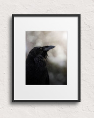 Wild Raven Fine Art Wildlife Photography Print (Unframed)