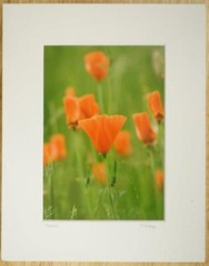 Tom Adams Photography Red Poppies Field Flowers Oregon Matted Photo Art 8×10