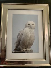 Framed Snow Owl Photograph In A Pottery Barn Frame