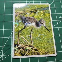 ACEO Photo Print Card 2.5×3.5″ Baby Black-Necked Stilt, Holographic Laminated
