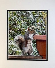 6 Pack Squirrel Digital Watercolor Original Photograph 8 X 10 Mat 11 X 14 Signed