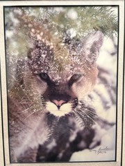 Harry Bowden Signed & Numbered 3/750 Photograph «A Face in the Foliage» Cougar