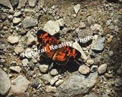 Matted Photography Pearl Crescent Butterfly Close Up, 8×10