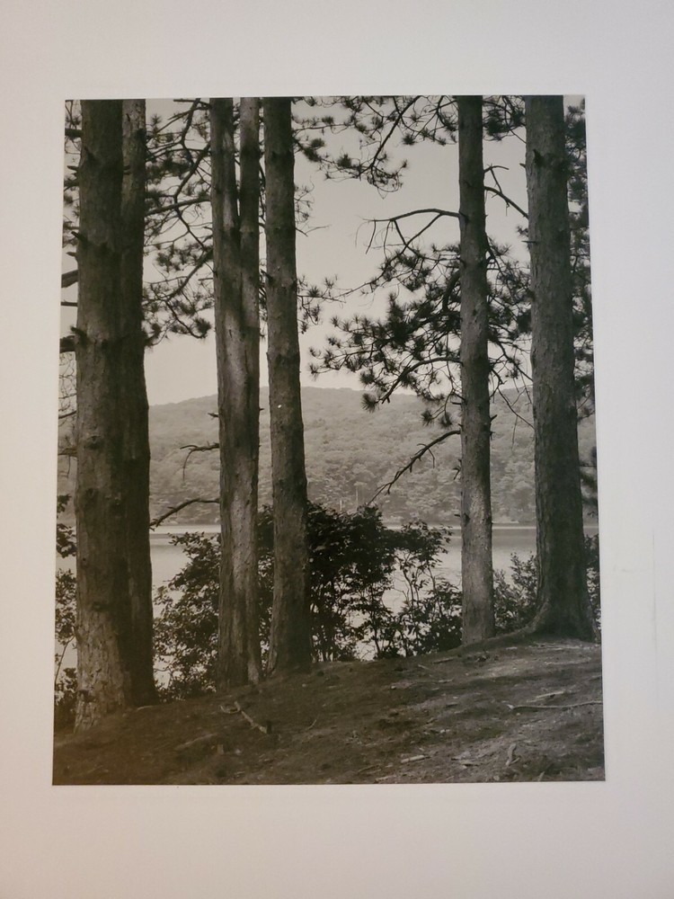 TREES WATER LARGE ORIGINAL SIGNED ART PHOTO B&W STETTNER VTG MATTE NJ CAMERA